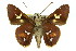  ( - 11ANIC-08061)  @11 [ ] CreativeCommons - Attribution (2011) ANIC/CBG Photography Group Centre for Biodiversity Genomics