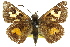  ( - 11ANIC-08065)  @13 [ ] CreativeCommons - Attribution (2011) ANIC/CBG Photography Group Centre for Biodiversity Genomics