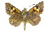  ( - 11ANIC-08067)  @13 [ ] CreativeCommons - Attribution (2011) ANIC/CBG Photography Group Centre for Biodiversity Genomics
