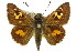  ( - 11ANIC-08068)  @11 [ ] CreativeCommons - Attribution (2011) ANIC/CBG Photography Group Centre for Biodiversity Genomics