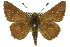 ( - 11ANIC-08070)  @11 [ ] CreativeCommons - Attribution (2011) ANIC/CBG Photography Group Centre for Biodiversity Genomics