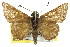  ( - 11ANIC-08071)  @11 [ ] CreativeCommons - Attribution (2011) ANIC/CBG Photography Group Centre for Biodiversity Genomics