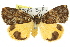  ( - 11ANIC-08076)  @11 [ ] CreativeCommons - Attribution (2011) ANIC/CBG Photography Group Centre for Biodiversity Genomics