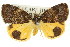  ( - 11ANIC-08078)  @11 [ ] CreativeCommons - Attribution (2011) ANIC/CBG Photography Group Centre for Biodiversity Genomics