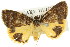  ( - 11ANIC-08079)  @13 [ ] CreativeCommons - Attribution (2011) ANIC/CBG Photography Group Centre for Biodiversity Genomics