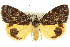  ( - 11ANIC-08081)  @11 [ ] CreativeCommons - Attribution (2011) ANIC/CBG Photography Group Centre for Biodiversity Genomics