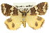  ( - 11ANIC-08089)  @11 [ ] CreativeCommons - Attribution (2011) ANIC/CBG Photography Group Centre for Biodiversity Genomics