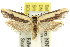  (Procometis sp. ANIC11 - 11ANIC-08118)  @11 [ ] CreativeCommons - Attribution (2011) ANIC/CBG Photography Group Centre for Biodiversity Genomics