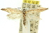  ( - 11ANIC-08139)  @11 [ ] CreativeCommons - Attribution (2011) ANIC/CBG Photography Group Centre for Biodiversity Genomics