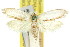  ( - 11ANIC-08142)  @11 [ ] CreativeCommons - Attribution (2011) ANIC/CBG Photography Group Centre for Biodiversity Genomics
