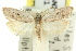  ( - 11ANIC-08152)  @11 [ ] CreativeCommons - Attribution (2011) ANIC/CBG Photography Group Centre for Biodiversity Genomics