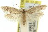  ( - 11ANIC-08154)  @11 [ ] CreativeCommons - Attribution (2011) ANIC/CBG Photography Group Centre for Biodiversity Genomics