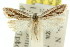  ( - 11ANIC-08158)  @11 [ ] CreativeCommons - Attribution (2011) ANIC/CBG Photography Group Centre for Biodiversity Genomics