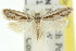  ( - 11ANIC-08160)  @11 [ ] CreativeCommons - Attribution (2011) ANIC/CBG Photography Group Centre for Biodiversity Genomics