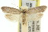  ( - 11ANIC-08164)  @11 [ ] CreativeCommons - Attribution (2011) ANIC/CBG Photography Group Centre for Biodiversity Genomics