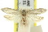  (Scieropepla sp. ANIC7 - 11ANIC-08166)  @14 [ ] CreativeCommons - Attribution (2011) ANIC/CBG Photography Group Centre for Biodiversity Genomics