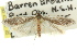  (Scieropepla sp. ANIC14 - 11ANIC-08167)  @13 [ ] CreativeCommons - Attribution (2011) ANIC/CBG Photography Group Centre for Biodiversity Genomics