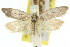  ( - 11ANIC-08168)  @11 [ ] CreativeCommons - Attribution (2011) ANIC/CBG Photography Group Centre for Biodiversity Genomics