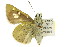  ( - 11ANIC-08171)  @13 [ ] CreativeCommons - Attribution (2011) ANIC/CBG Photography Group Centre for Biodiversity Genomics