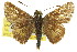  ( - 11ANIC-08172)  @14 [ ] CreativeCommons - Attribution (2011) ANIC/CBG Photography Group Centre for Biodiversity Genomics