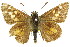  ( - 11ANIC-08173)  @11 [ ] CreativeCommons - Attribution (2011) ANIC/CBG Photography Group Centre for Biodiversity Genomics