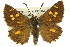  ( - 11ANIC-08176)  @11 [ ] CreativeCommons - Attribution (2011) ANIC/CBG Photography Group Centre for Biodiversity Genomics