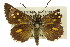  ( - 11ANIC-08177)  @11 [ ] CreativeCommons - Attribution (2011) ANIC/CBG Photography Group Centre for Biodiversity Genomics