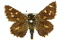  ( - 11ANIC-08178)  @13 [ ] CreativeCommons - Attribution (2011) ANIC/CBG Photography Group Centre for Biodiversity Genomics