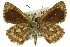  ( - 11ANIC-08184)  @12 [ ] CreativeCommons - Attribution (2011) ANIC/CBG Photography Group Centre for Biodiversity Genomics