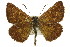  ( - 11ANIC-08187)  @11 [ ] CreativeCommons - Attribution (2011) ANIC/CBG Photography Group Centre for Biodiversity Genomics