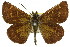  ( - 11ANIC-08188)  @11 [ ] CreativeCommons - Attribution (2011) ANIC/CBG Photography Group Centre for Biodiversity Genomics