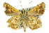  ( - 11ANIC-08192)  @14 [ ] CreativeCommons - Attribution (2011) ANIC/CBG Photography Group Centre for Biodiversity Genomics