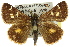  ( - 11ANIC-08198)  @13 [ ] CreativeCommons - Attribution (2011) ANIC/CBG Photography Group Centre for Biodiversity Genomics