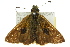  ( - 11ANIC-08204)  @12 [ ] CreativeCommons - Attribution (2011) ANIC/CBG Photography Group Centre for Biodiversity Genomics
