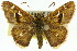  ( - 11ANIC-08234)  @15 [ ] CreativeCommons - Attribution (2011) ANIC/CBG Photography Group Centre for Biodiversity Genomics