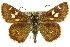  ( - 11ANIC-08235)  @11 [ ] CreativeCommons - Attribution (2011) ANIC/CBG Photography Group Centre for Biodiversity Genomics