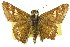  ( - 11ANIC-08242)  @11 [ ] CreativeCommons - Attribution (2011) ANIC/CBG Photography Group Centre for Biodiversity Genomics