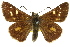  ( - 11ANIC-08266)  @11 [ ] CreativeCommons - Attribution (2011) ANIC/CBG Photography Group Centre for Biodiversity Genomics