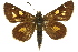  ( - 11ANIC-08267)  @11 [ ] CreativeCommons - Attribution (2011) ANIC/CBG Photography Group Centre for Biodiversity Genomics