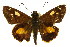  ( - 11ANIC-08277)  @11 [ ] CreativeCommons - Attribution (2011) ANIC/CBG Photography Group Centre for Biodiversity Genomics