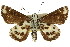  ( - 11ANIC-08288)  @11 [ ] CreativeCommons - Attribution (2011) ANIC/CBG Photography Group Centre for Biodiversity Genomics