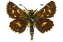  ( - 11ANIC-08293)  @13 [ ] CreativeCommons - Attribution (2011) ANIC/CBG Photography Group Centre for Biodiversity Genomics