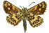  ( - 11ANIC-08294)  @11 [ ] CreativeCommons - Attribution (2011) ANIC/CBG Photography Group Centre for Biodiversity Genomics