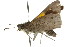  ( - 11ANIC-08326)  @12 [ ] CreativeCommons - Attribution (2011) ANIC/CBG Photography Group Centre for Biodiversity Genomics