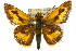 (Taractrocera anisomorpha - 11ANIC-08339)  @11 [ ] CreativeCommons - Attribution (2011) ANIC/CBG Photography Group Centre for Biodiversity Genomics