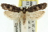  (Scieropepla sp. ANIC9 - 11ANIC-08363)  @13 [ ] CreativeCommons - Attribution (2011) ANIC/CBG Photography Group Centre for Biodiversity Genomics