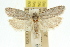 ( - 11ANIC-08369)  @12 [ ] CreativeCommons - Attribution (2011) ANIC/CBG Photography Group Centre for Biodiversity Genomics