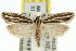  (Scieropepla trinervis - 11ANIC-08380)  @15 [ ] CreativeCommons - Attribution (2011) ANIC/CBG Photography Group Centre for Biodiversity Genomics