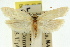  (Chalarotona melipnoa - 11ANIC-08384)  @11 [ ] CreativeCommons - Attribution (2011) ANIC/CBG Photography Group Centre for Biodiversity Genomics