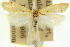  (Chalarotona melitoleuca - 11ANIC-08386)  @11 [ ] CreativeCommons - Attribution (2011) ANIC/CBG Photography Group Centre for Biodiversity Genomics